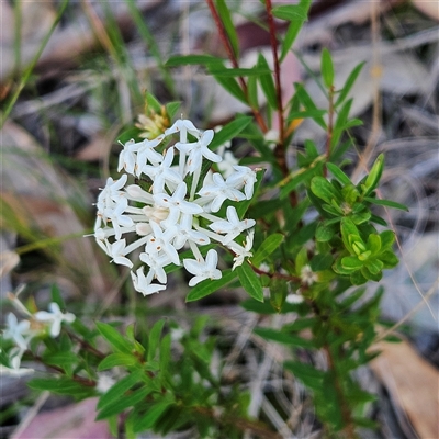 Pimelea linifolia subsp. linifolia (Queen of the Bush, Slender Rice-flower) at Narooma, NSW - 5 Sep 2025 by MatthewFrawley