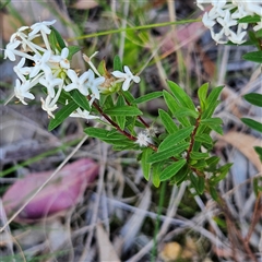 Pimelea linifolia subsp. linifolia at Narooma, NSW - 5 Sep 2025 04:08 PM