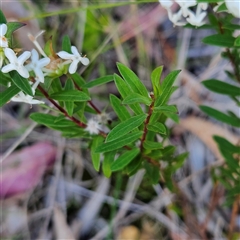Pimelea linifolia subsp. linifolia at Narooma, NSW - 5 Sep 2025 04:08 PM