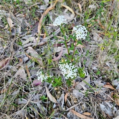 Pimelea linifolia subsp. linifolia at Narooma, NSW - 5 Sep 2025 04:08 PM