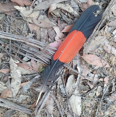 Calyptorhynchus lathami lathami (Glossy Black-Cockatoo) at Wingello, NSW - 5 Sep 2025 by Aussiegall