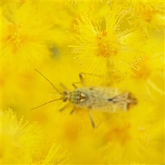 Acaciacapsus (Genus) (A mirid bug) at Russell, ACT - 5 Sep 2025 by Hejor1