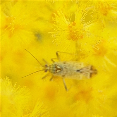 Acaciacapsus (Genus) (A mirid bug) at Russell, ACT - 5 Sep 2025 by Hejor1