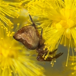 Salsa sp. (genus) at Russell, ACT - 5 Sep 2025 by Hejor1