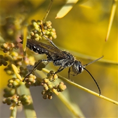 Apocrita (suborder) at Russell, ACT - 5 Sep 2025 by Hejor1