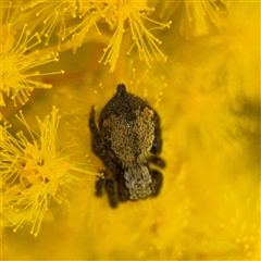 Servaea sp. (genus) at Russell, ACT - 5 Sep 2025 by Hejor1