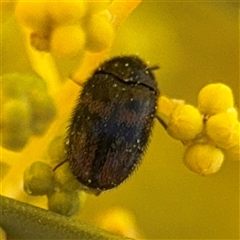 Eurhopalus sp. (genus) (Dermestid beetle) at Russell, ACT - 5 Sep 2025 by Hejor1