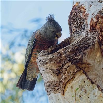 Callocephalon fimbriatum (Gang-gang Cockatoo) at Acton, ACT - 5 Sep 2025 by DPRees125