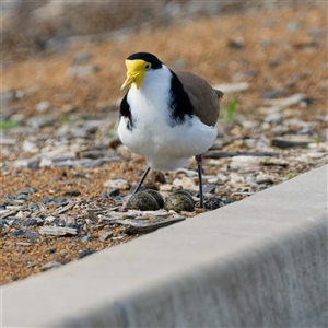 Vanellus miles (Masked Lapwing) at Yarralumla, ACT - 30 Aug 2025 by DPRees125