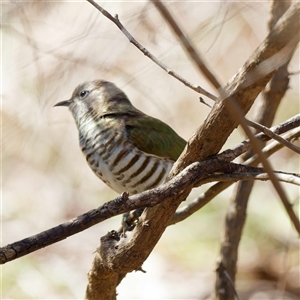 Chalcites lucidus (Shining Bronze-Cuckoo) at Pialligo, ACT - 31 Aug 2025 by DPRees125