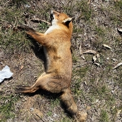 Vulpes vulpes (Red Fox) at Downer, ACT - 5 Sep 2025 by rhyshardy