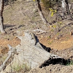Egernia cunninghami (Cunningham's Skink) at Hackett, ACT - 5 Sep 2025 by rhyshardy