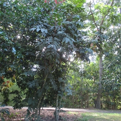 Diploglottis macrantha (cape indigenous tamarind) at Edge Hill, QLD - 28 Apr 2015 by JasonPStewart