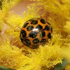 Harmonia conformis (Common Spotted Ladybird) at Scullin, ACT - 3 Sep 2025 by AlisonMilton
