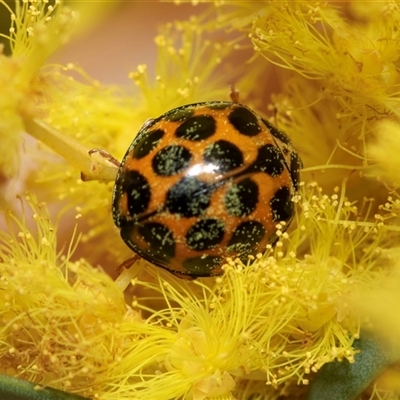 Harmonia conformis (Common Spotted Ladybird) at Scullin, ACT - 3 Sep 2025 by AlisonMilton