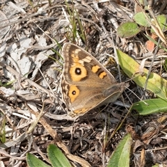 Junonia villida (Meadow Argus) at Higgins, ACT - 3 Sep 2025 by AlisonMilton