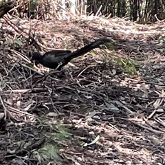 Menura novaehollandiae (Superb Lyrebird) at Paddys River, ACT - 31 Aug 2025 by Clarel