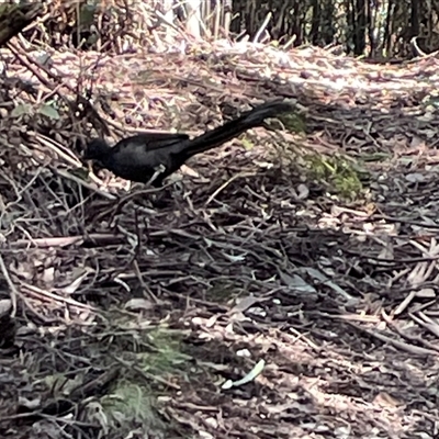 Menura novaehollandiae (Superb Lyrebird) at Paddys River, ACT - 31 Aug 2025 by Clarel