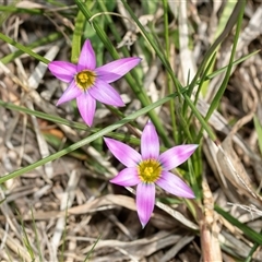 Romulea rosea var. australis (Onion Grass) at Higgins, ACT - 3 Sep 2025 by AlisonMilton