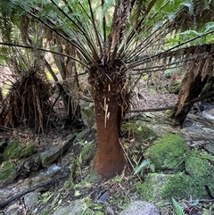 Dicksonia antarctica (Soft Treefern) at Paddys River, ACT - 31 Aug 2025 by Clarel