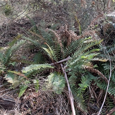 Polystichum proliferum (Mother Shield Fern) at Paddys River, ACT - 31 Aug 2025 by Clarel