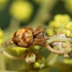 Araneidae (family) at Higgins, ACT - 4 Sep 2025 by AlisonMilton
