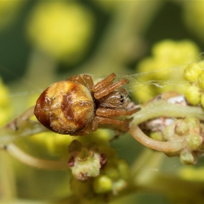 Araneidae (family) at Higgins, ACT - 4 Sep 2025 by AlisonMilton