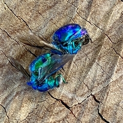 Chrysididae (family) (Cuckoo wasp or Emerald wasp) at Crowther, NSW - 5 Sep 2025 by KooragindiJohn