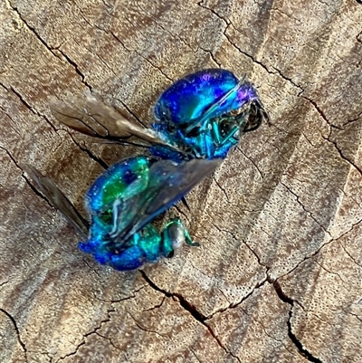 Chrysididae (family) (Cuckoo wasp or Emerald wasp) at Crowther, NSW - 5 Sep 2025 by KooragindiJohn