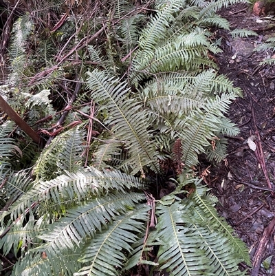 Blechnum nudum (Fishbone Water Fern) at Paddys River, ACT - 31 Aug 2025 by Clarel