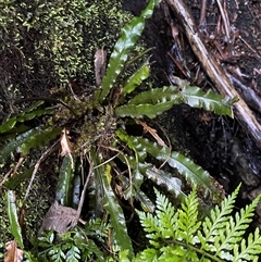 Blechnum patersonii subsp. patersonii (Strap Water Fern) at Paddys River, ACT - 31 Aug 2025 by Clarel