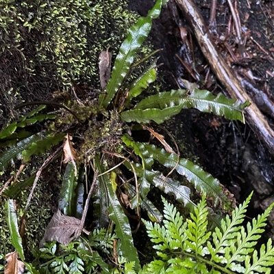 Blechnum patersonii subsp. patersonii (Strap Water Fern) at Paddys River, ACT - 31 Aug 2025 by Clarel