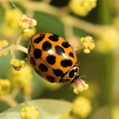 Harmonia conformis (Common Spotted Ladybird) at Higgins, ACT - 4 Sep 2025 by AlisonMilton