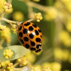 Harmonia conformis at Higgins, ACT - 4 Sep 2025 09:58 AM