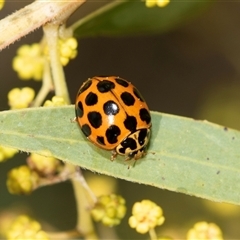 Harmonia conformis at Higgins, ACT - 4 Sep 2025 09:58 AM