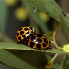 Harmonia conformis at Higgins, ACT - 4 Sep 2025 09:58 AM