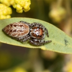 Opisthoncus serratofasciatus (Chevronned jumper) at Higgins, ACT - 4 Sep 2025 by AlisonMilton