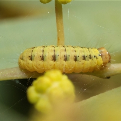Chloroclystis (genus) (A geometer moth) at Higgins, ACT - 4 Sep 2025 by AlisonMilton