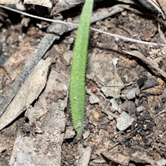 Caladenia atrovespa (Green-comb Spider Orchid) at Bruce, ACT - 5 Sep 2025 by AlisonMilton