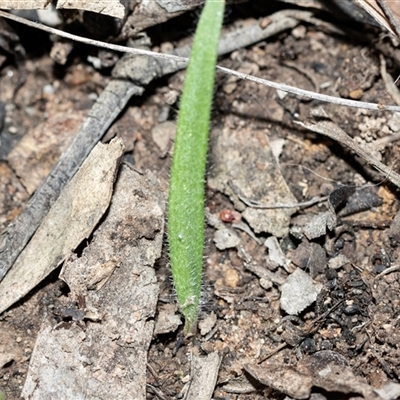 Caladenia atrovespa (Green-comb Spider Orchid) at Bruce, ACT - 5 Sep 2025 by AlisonMilton