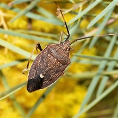 Poecilometis strigatus (Gum Tree Shield Bug) at Holt, ACT - 5 Sep 2025 by AlisonMilton