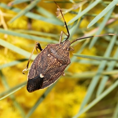 Poecilometis strigatus (Gum Tree Shield Bug) at Holt, ACT - 5 Sep 2025 by AlisonMilton