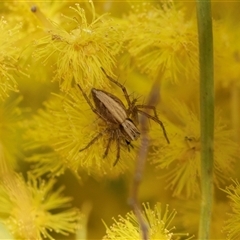 Oxyopes (genus) (Lynx spider) at Holt, ACT - 5 Sep 2025 by AlisonMilton