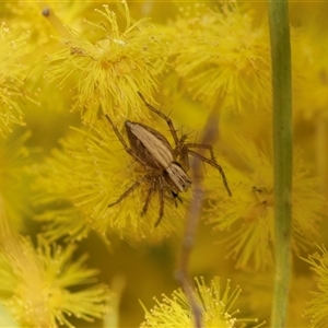 Oxyopes (genus) (Lynx spider) at Holt, ACT - 5 Sep 2025 by AlisonMilton