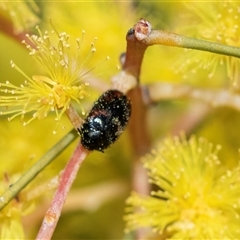 Unverified Leaf beetle (Chrysomelidae) at Holt, ACT - 5 Sep 2025 by AlisonMilton