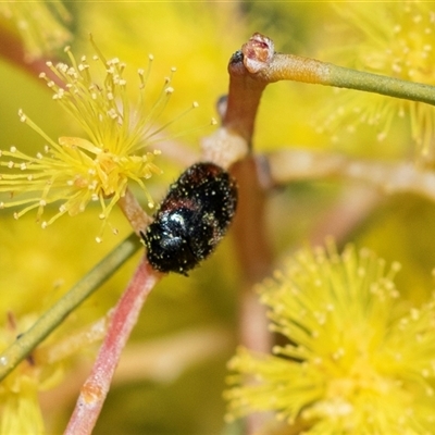Unverified Leaf beetle (Chrysomelidae) at Holt, ACT - 5 Sep 2025 by AlisonMilton