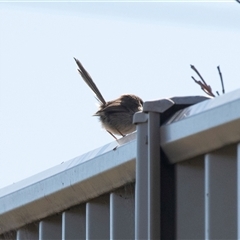 Malurus cyaneus (Superb Fairywren) at Macgregor, ACT - 5 Sep 2025 by AlisonMilton