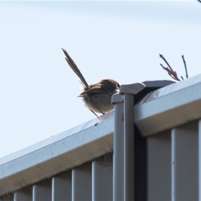 Malurus cyaneus (Superb Fairywren) at Macgregor, ACT - 5 Sep 2025 by AlisonMilton