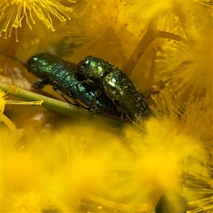 Melobasis obscurella (Obscurella jewel beetle) at Russell, ACT - 5 Sep 2025 by Hejor1