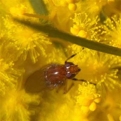 Sapromyza sp. (genus) (A lauxaniid fly) at Russell, ACT - 5 Sep 2025 by Hejor1